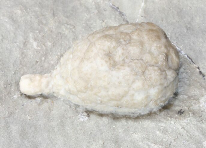 Cystoid (Holocystites) Fossil - Indiana #44611